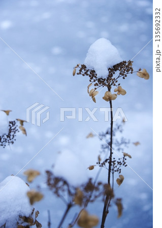 雪を乗せた枯れた植物 【雪帽子】 雪を乗せた枯れた植物 【雪帽子】 135692332