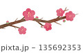 水彩で描いた梅の花のイラスト 135692353
