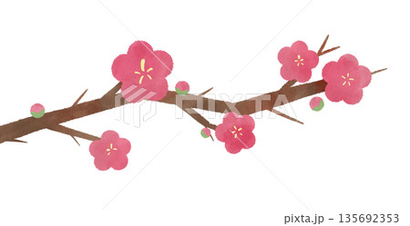 水彩で描いた梅の花のイラスト 水彩で描いた梅の花のイラスト 135692353