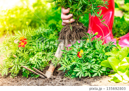 Closeup female hands holds spade replanting flowers Closeup female hands holds spade replanting flowers 135692803