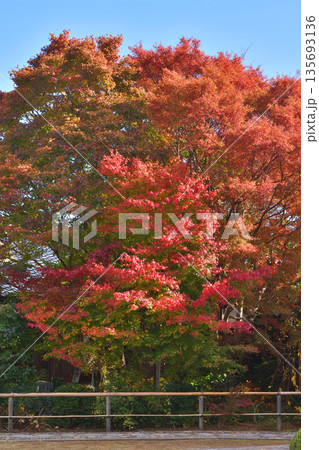 常照寺の紅葉 135693136
