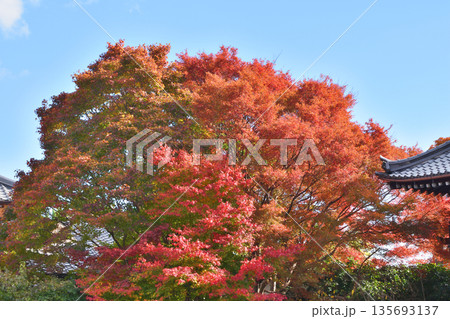 常照寺の紅葉 135693137