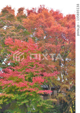 常照寺の紅葉 135693138