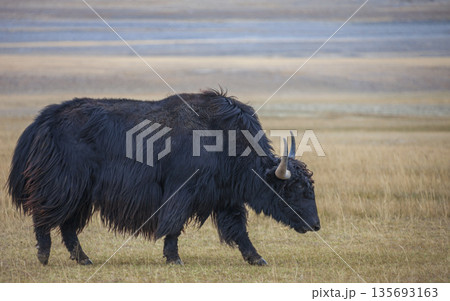 An adult bull yak with horns grazes on high-altitude pasture. An adult bull yak with horns grazes on high-altitude pasture. 135693163