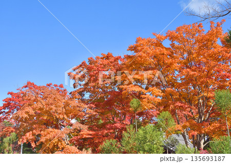 源光庵の紅葉 135693187