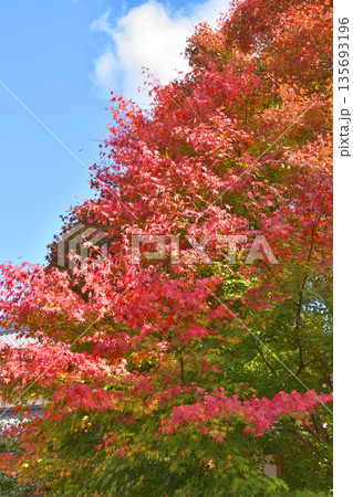 源光庵の紅葉 135693196