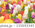 Multicolored tulip background in a park in Holland 135693345