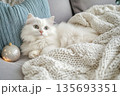A white cat on the sofa 135693351