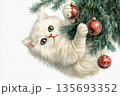 A kitten Persian grabs a Christmas tree toy on a branch 135693352