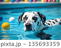 A dalmatian swims in a pool with colored balls 135693359