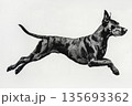 Black Great Dane in a jump of a white background 135693362