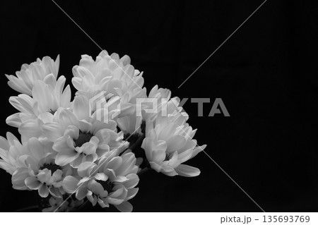 黒背景の白菊 黒背景の白菊 135693769