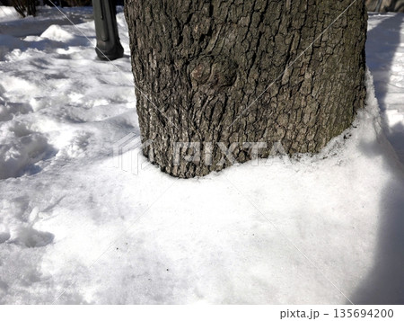 Snow Covering Tree Bark Creates a Contrast Between Winter Textures in a Quiet Area 135694200