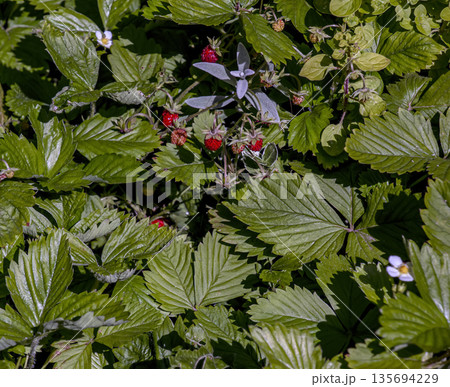 Fragaria vesca grows and bears fruit in forest in summer Fragaria vesca grows and bears fruit in forest in summer 135694229