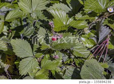 Fragaria vesca grows and bears fruit in the forest in summer Fragaria vesca grows and bears fruit in the forest in summer 135694230