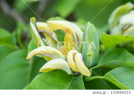 マグノリア 金壽　百合が原公園　札幌市 135694253