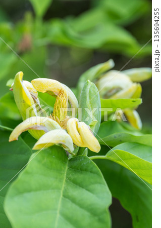 マグノリア 金壽　百合が原公園　札幌市 135694255