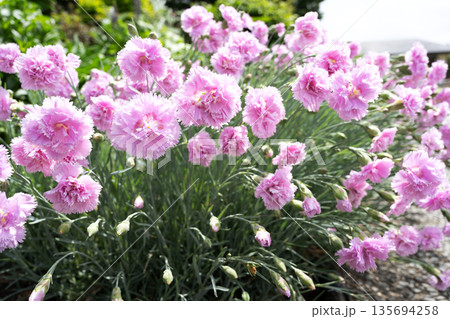 ダイアンサス ローズドメイ　百合が原公園　札幌市 135694258