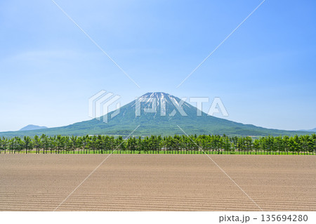 初夏の畑とトドマツの防風林、羊蹄山　俱知安町 135694280