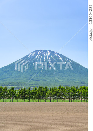 初夏の畑とトドマツの防風林、羊蹄山 俱知安町 初夏の畑とトドマツの防風林、羊蹄山 俱知安町 135694283