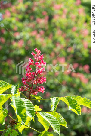 ベニバナトノキ　滝野すずらん丘陵公園　札幌市 135694293
