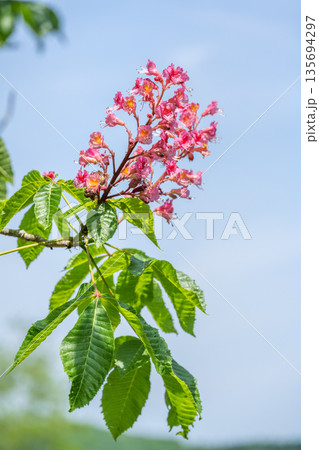 ベニバナトノキ　滝野すずらん丘陵公園　札幌市 135694297