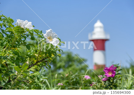 白いハマナスと石狩灯台　はまなすの丘公園　石狩市 135694300