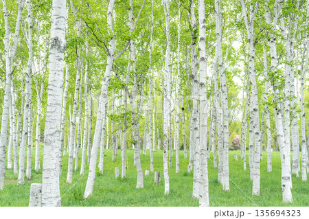 新緑のシラカバ林　前田森林公園　札幌市 135694323