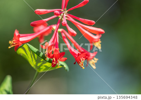 ツキヌキニンドウ　滝野すずらん丘陵公園　札幌市 135694348