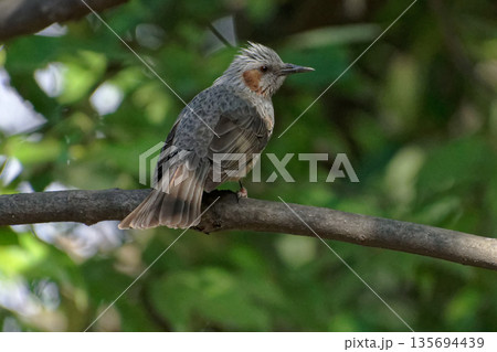 枝に止まるヒヨドリ科ヒヨドリ 135694439