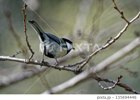枝に止まるシジュウカラ♂ 枝に止まるシジュウカラ♂ 135694446