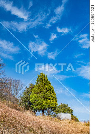 明日香村稲渕の棚田に立つ針葉樹　日本の棚田百選　奈良県 135694521