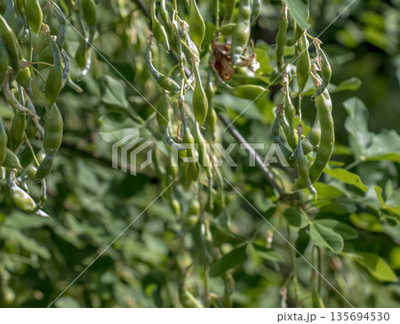 Golden rain tree pods hanging gracefully on a branches, surrounded by a softly blurred background in nature. Laburnum anagyroides 135694530