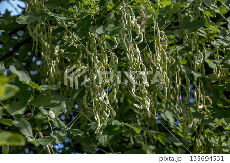 Golden rain tree pods hanging gracefully on the branches, surrounded by a softly blurred background in nature. Laburnum anagyroides Golden rain tree pods hanging gracefully on the branches, surrounded by a softly blurred background in nature. Laburnum anagyroides 135694531