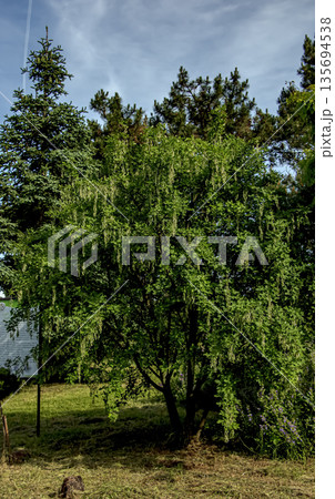 Golden chain or the golden rain or Laburnum anagyroides in garden. Close-up. Sky background. 135694538