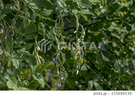 Golden rain tree pods hanging gracefully on branches, surrounded by a softly blurred background in nature. Laburnum anagyroides 135694539
