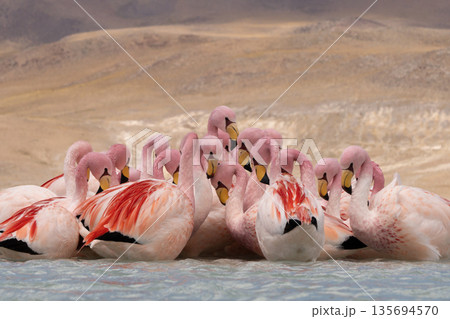 Close up of a dense flock of pink flamingos wading in high-altitude lake Close up of a dense flock of pink flamingos wading in high-altitude lake 135694570