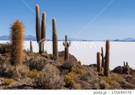 Giant cacti view over vast white Salar de Uyuni, Bolivia Giant cacti view over vast white Salar de Uyuni, Bolivia 135694576