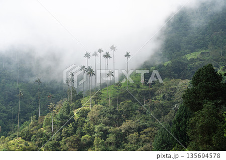 Giant wax palms shrouded in mist in the Cocora Valley, Colombia 135694578