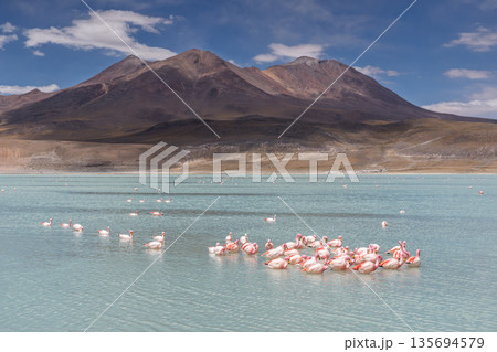 Flock of flamingos feeding in Laguna Hedionda, Bolivian Altiplano Flock of flamingos feeding in Laguna Hedionda, Bolivian Altiplano 135694579