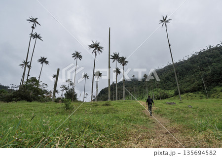 Distant view of hiker walking trail among wax palms in Cocora Valley, Colombia Distant view of hiker walking trail among wax palms in Cocora Valley, Colombia 135694582