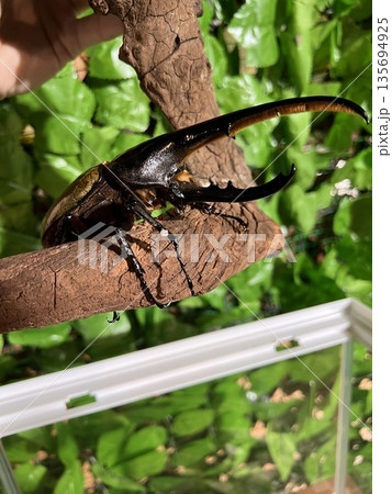 ヘラクロスオオカブトのクローズアップ｜日本の昆虫 135694925