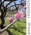 ピンクの梅（公園・背景ぼけ 135694929