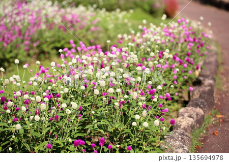 爽やか センニチコウの花 爽やか センニチコウの花 135694978