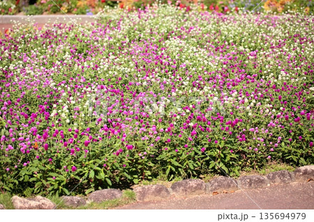 爽やか センニチコウの花 爽やか センニチコウの花 135694979