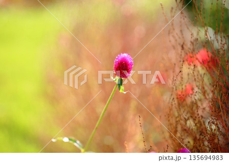 可愛い センニチコウの花 可愛い センニチコウの花 135694983