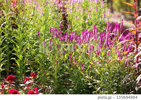 可愛い　ノゲイトウの花 135694984