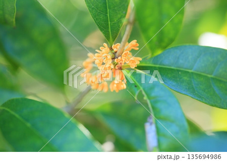 秋花 キンモクセイの花 秋花 キンモクセイの花 135694986