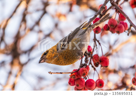Pine Grosbeak Female Eating Red Berries in Winter Pine Grosbeak Female Eating Red Berries in Winter 135695031