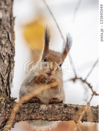 The squirrel with nut sits on tree in the winter or late autumn 135695049